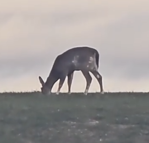 A deer eating some grass at sunset